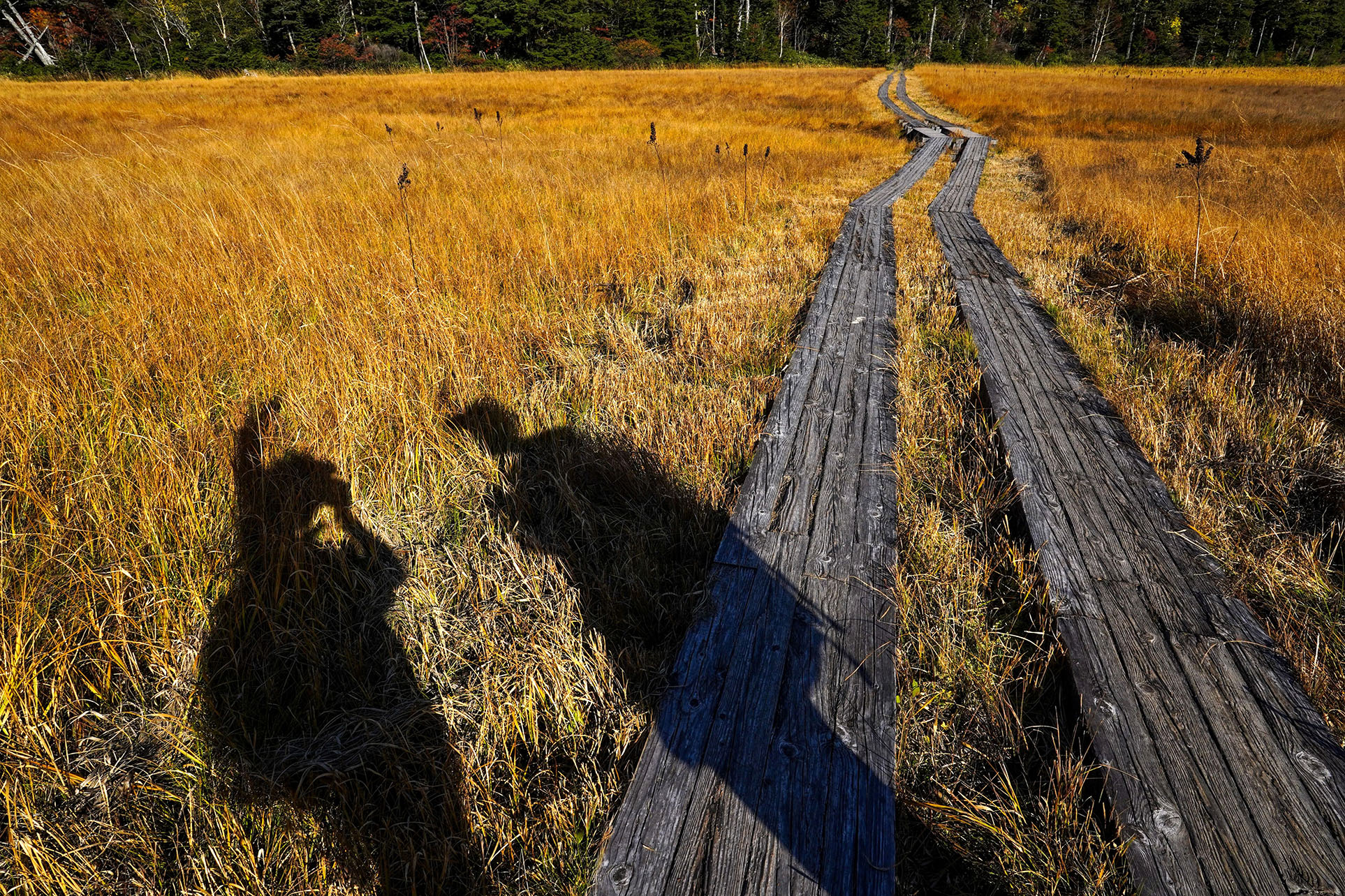ゴキゲン黄金日和