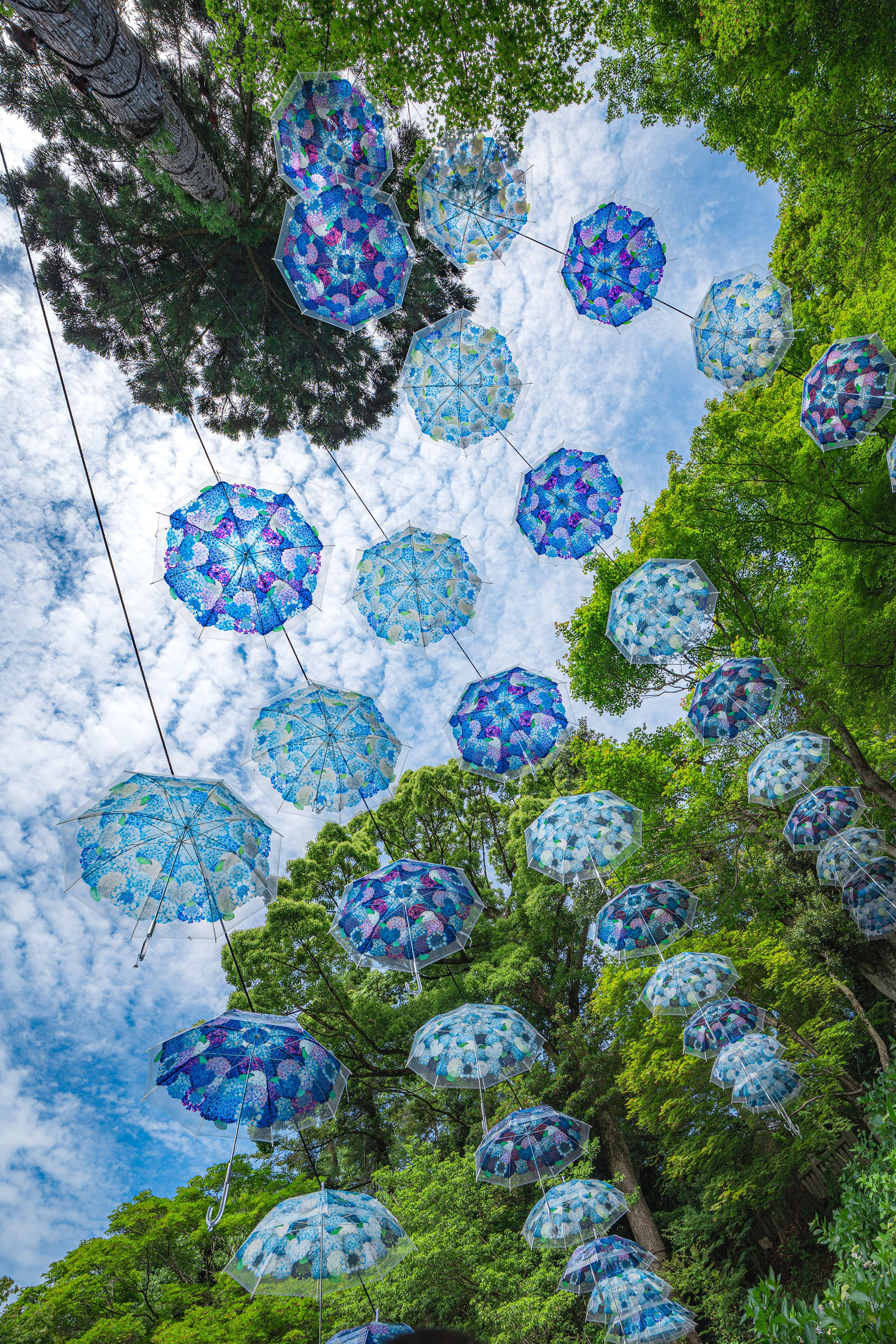「青空に咲く紫陽花」