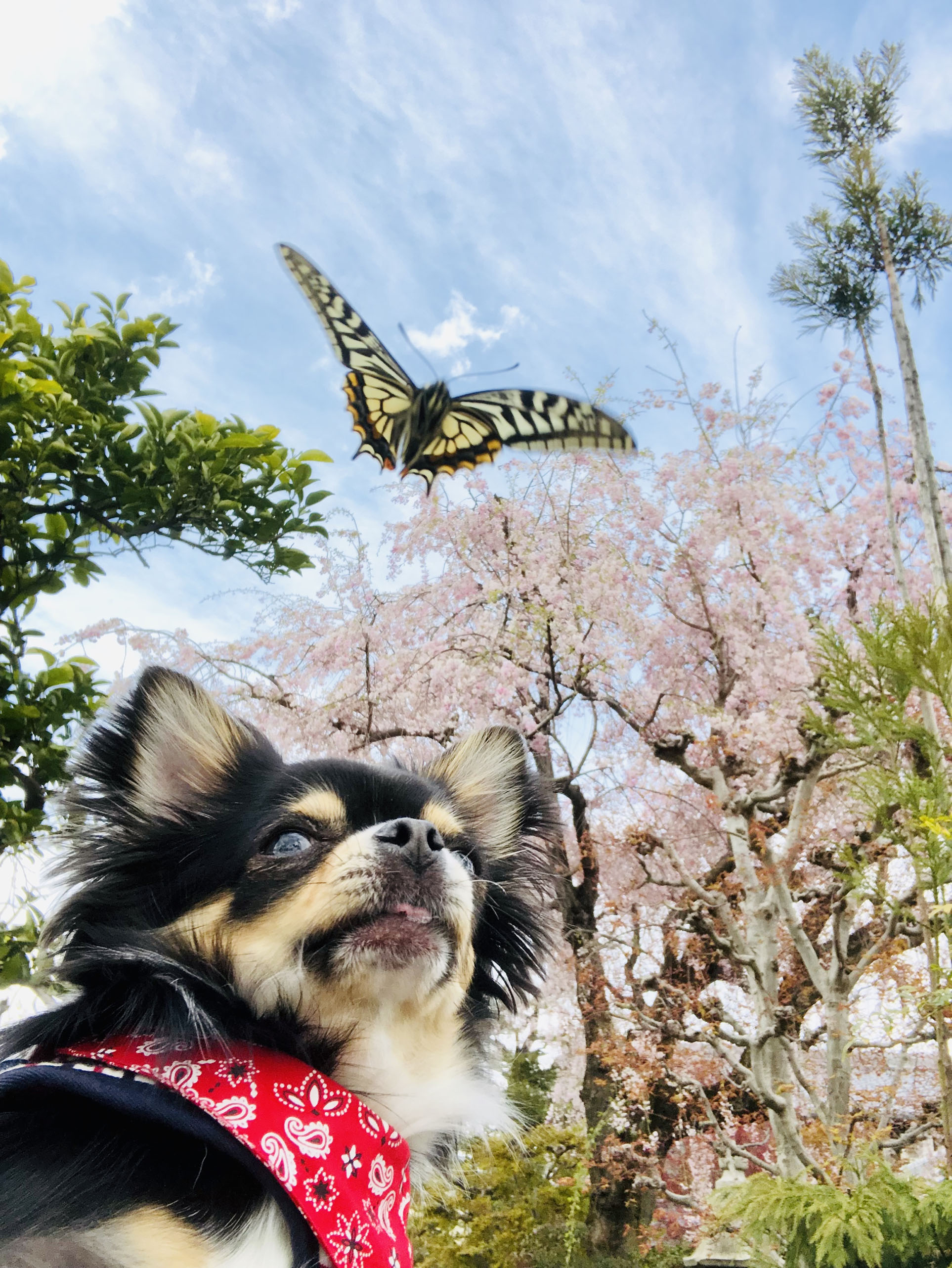 「奇跡の揚羽」