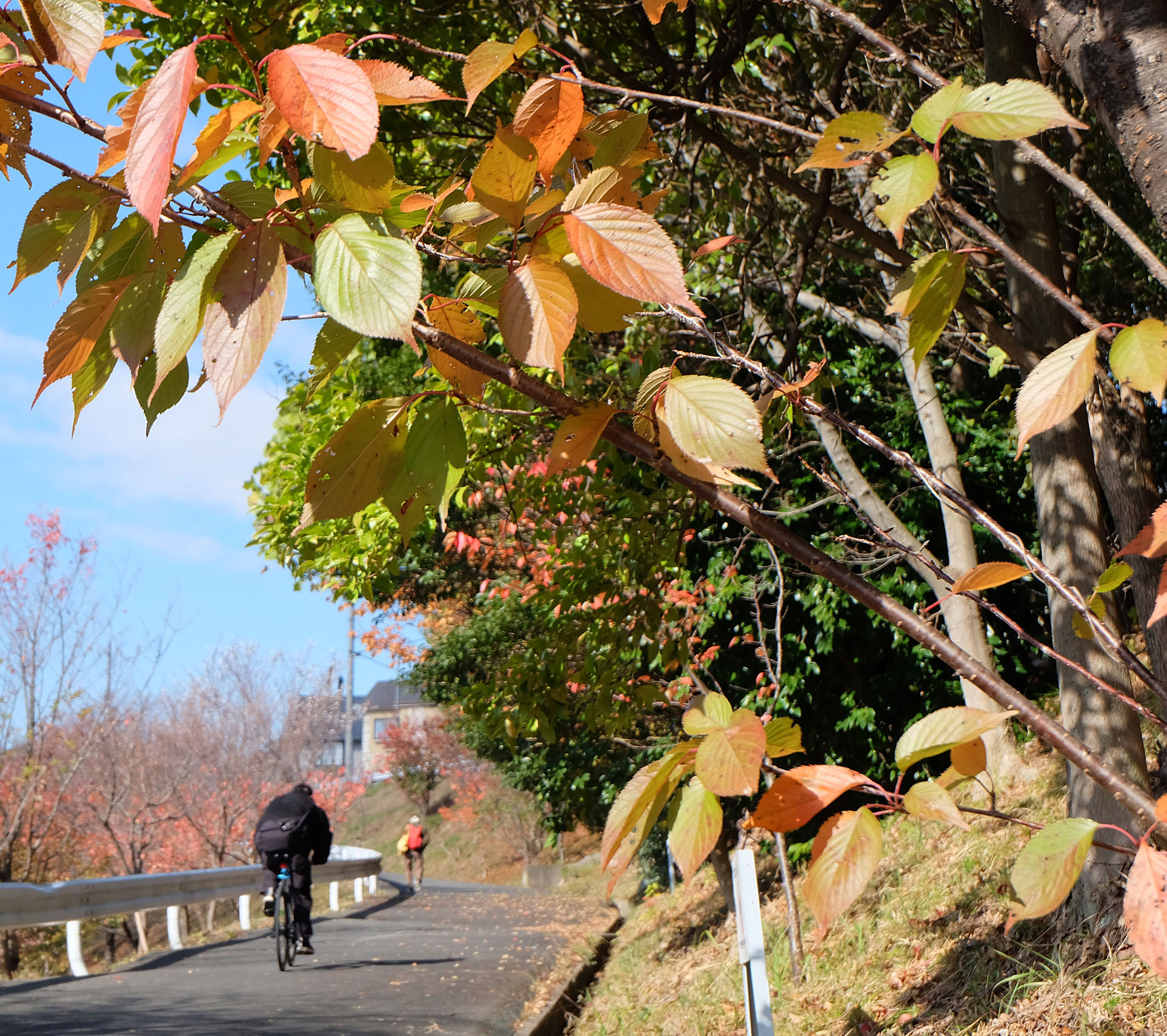 「秋の西ノ岡トリムコース」