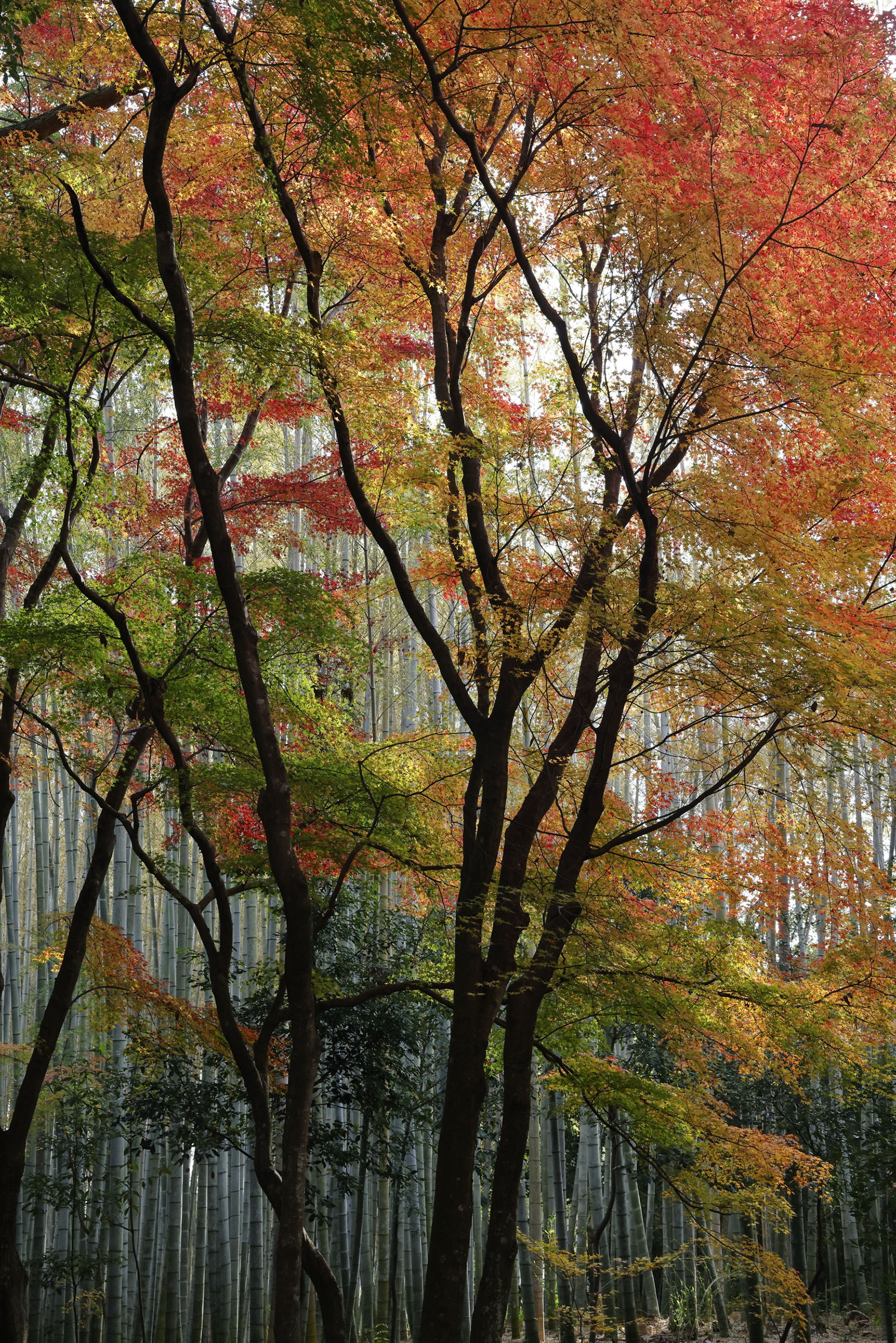 「竹の寺の紅葉」
