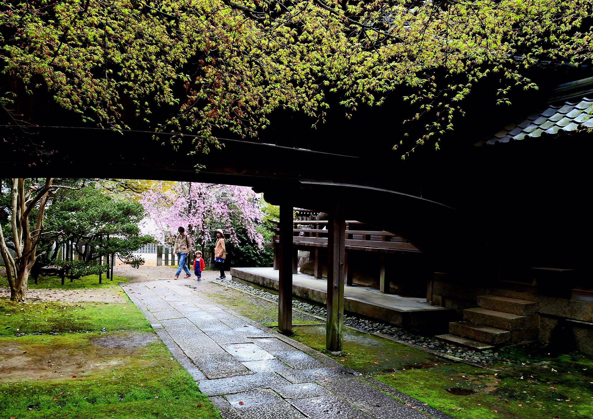 「青葉映える向日神社」