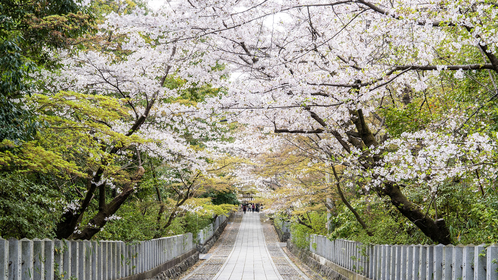 「桜の参道」