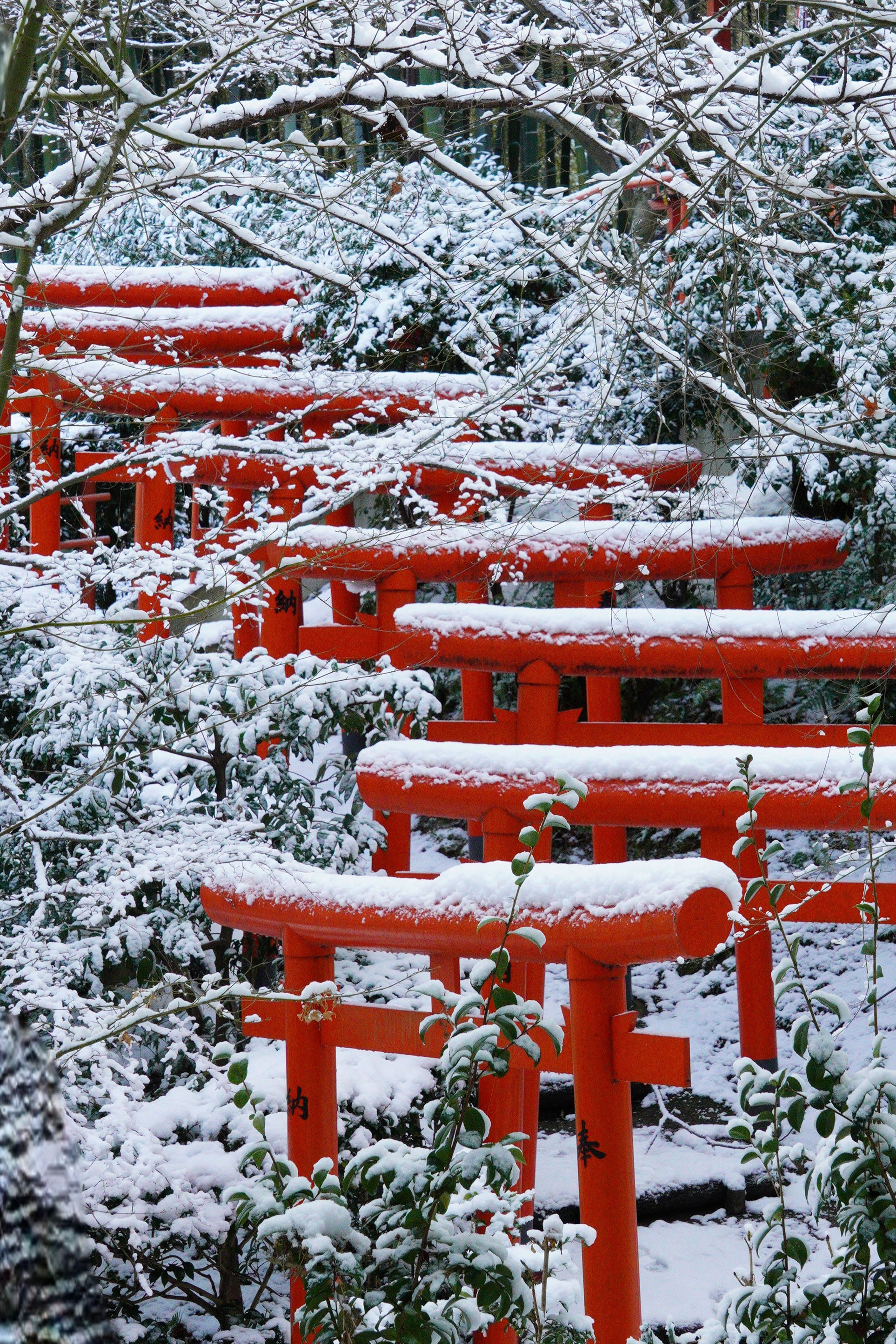「初雪の鳥居」