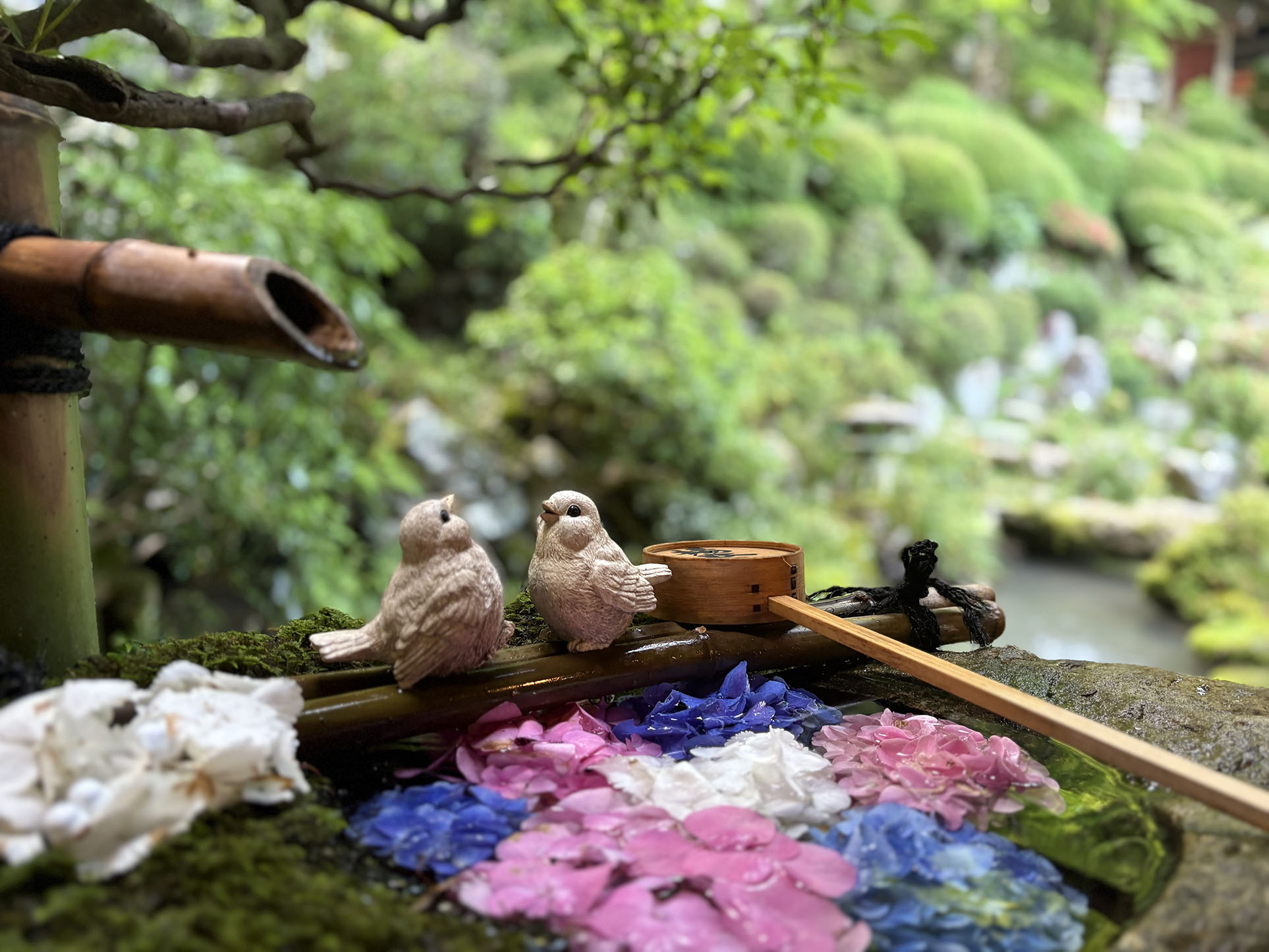 「紫陽花の側で」