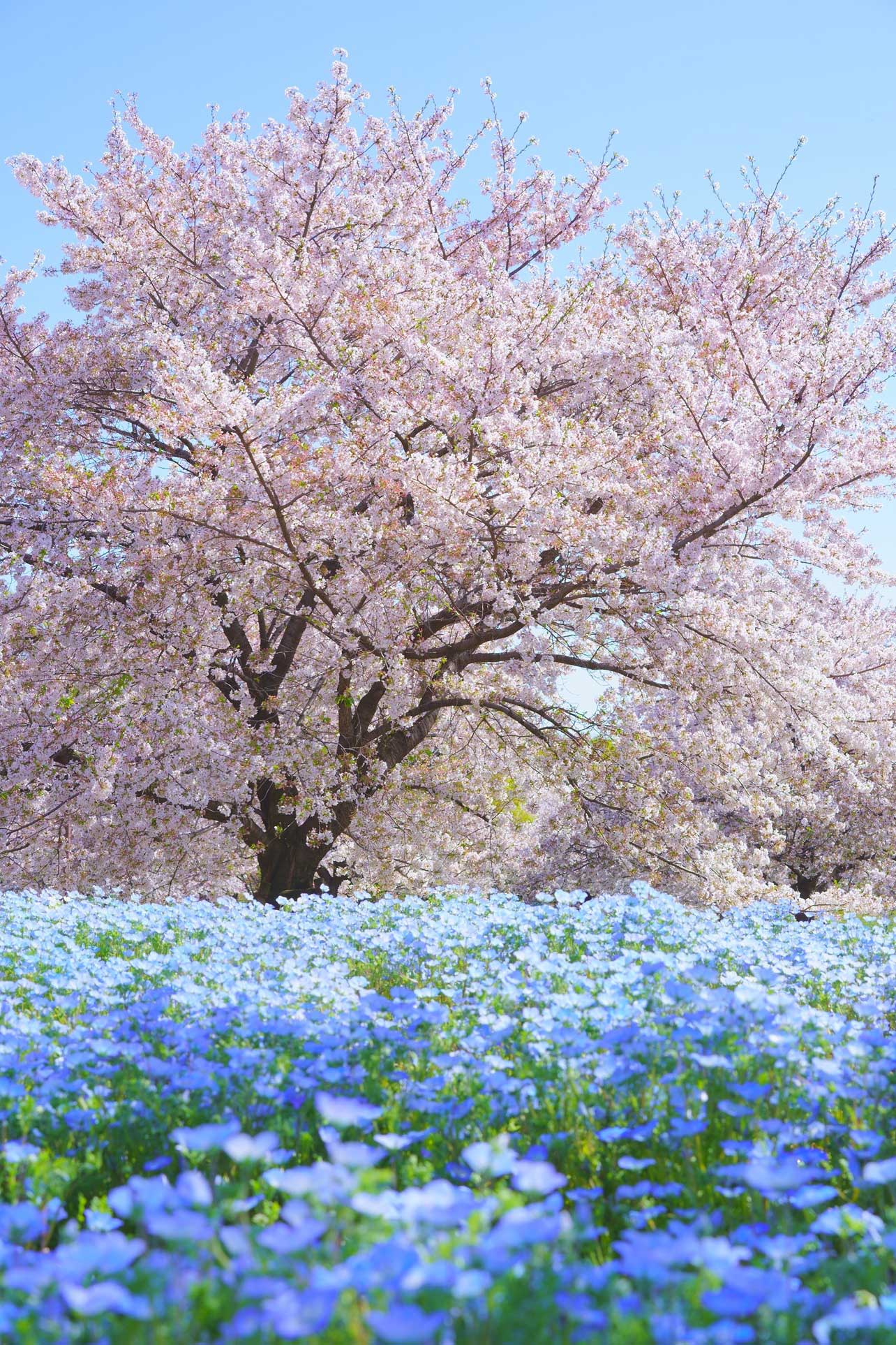 青空に桜とネモフィラ春競演