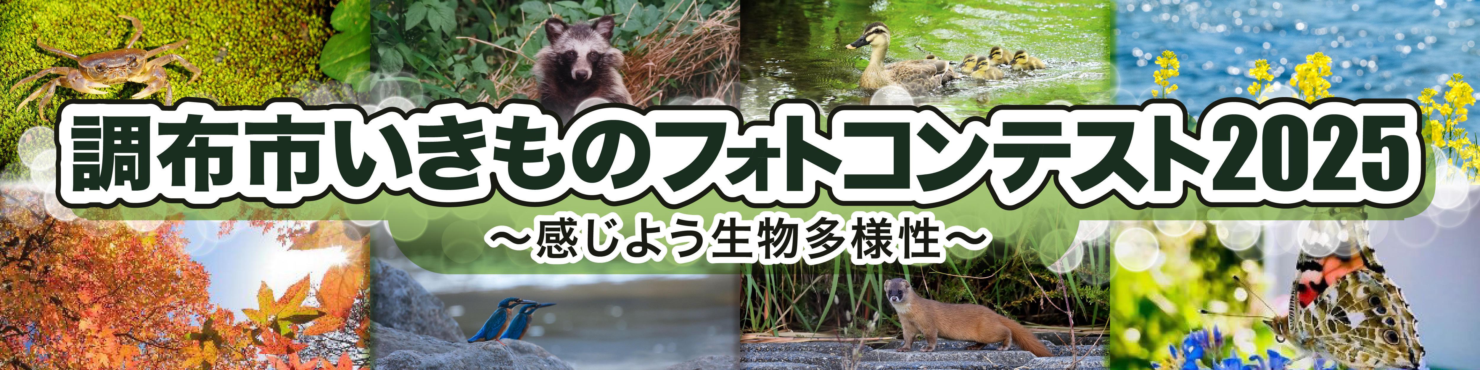 調布市生き物フォトコンテスト