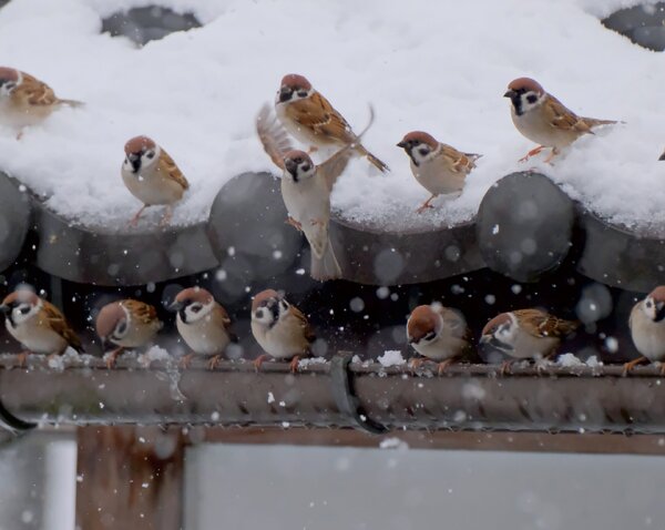 雪の日のふくら雀