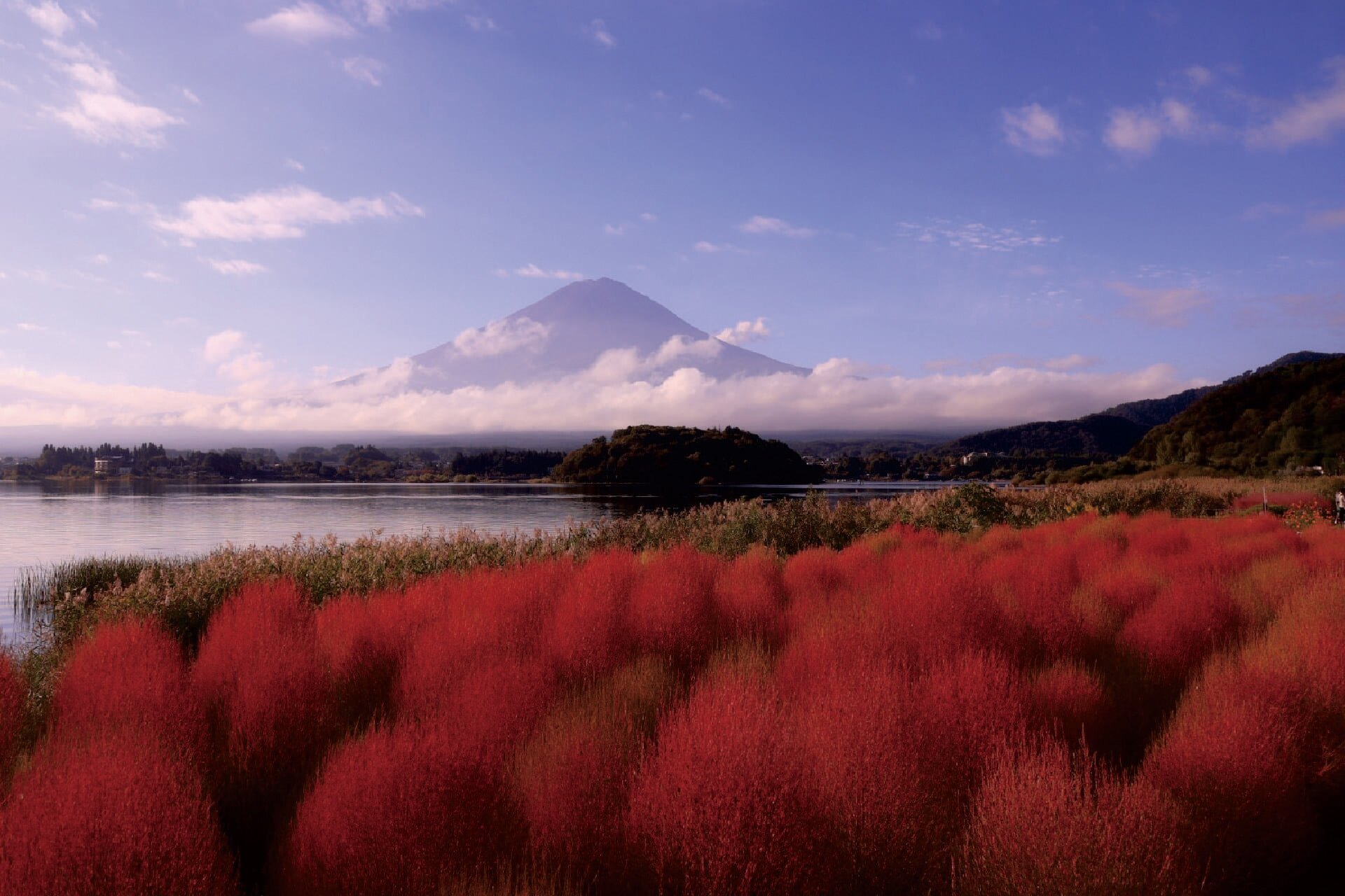 富士山とコキア