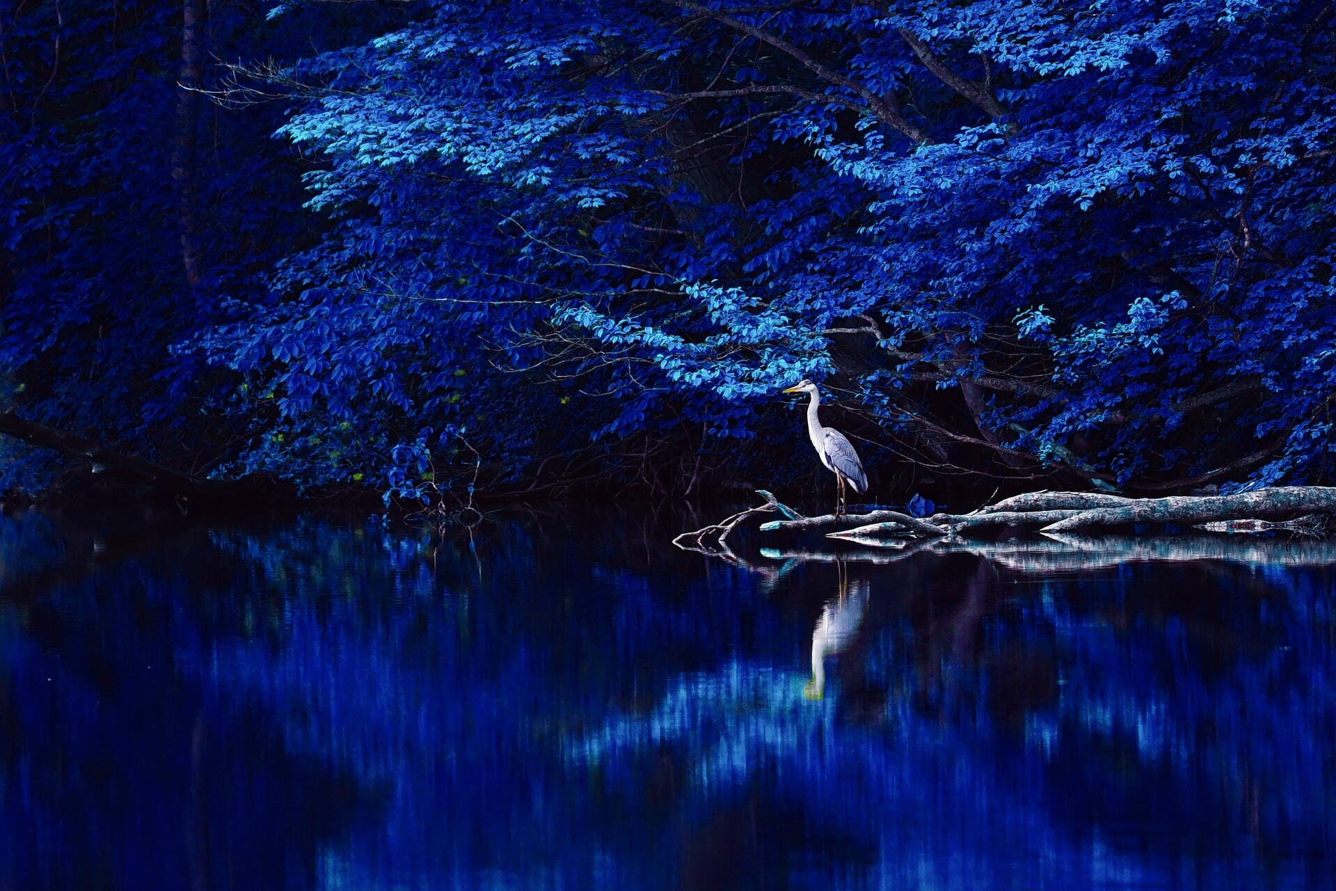 青い森白い鳥